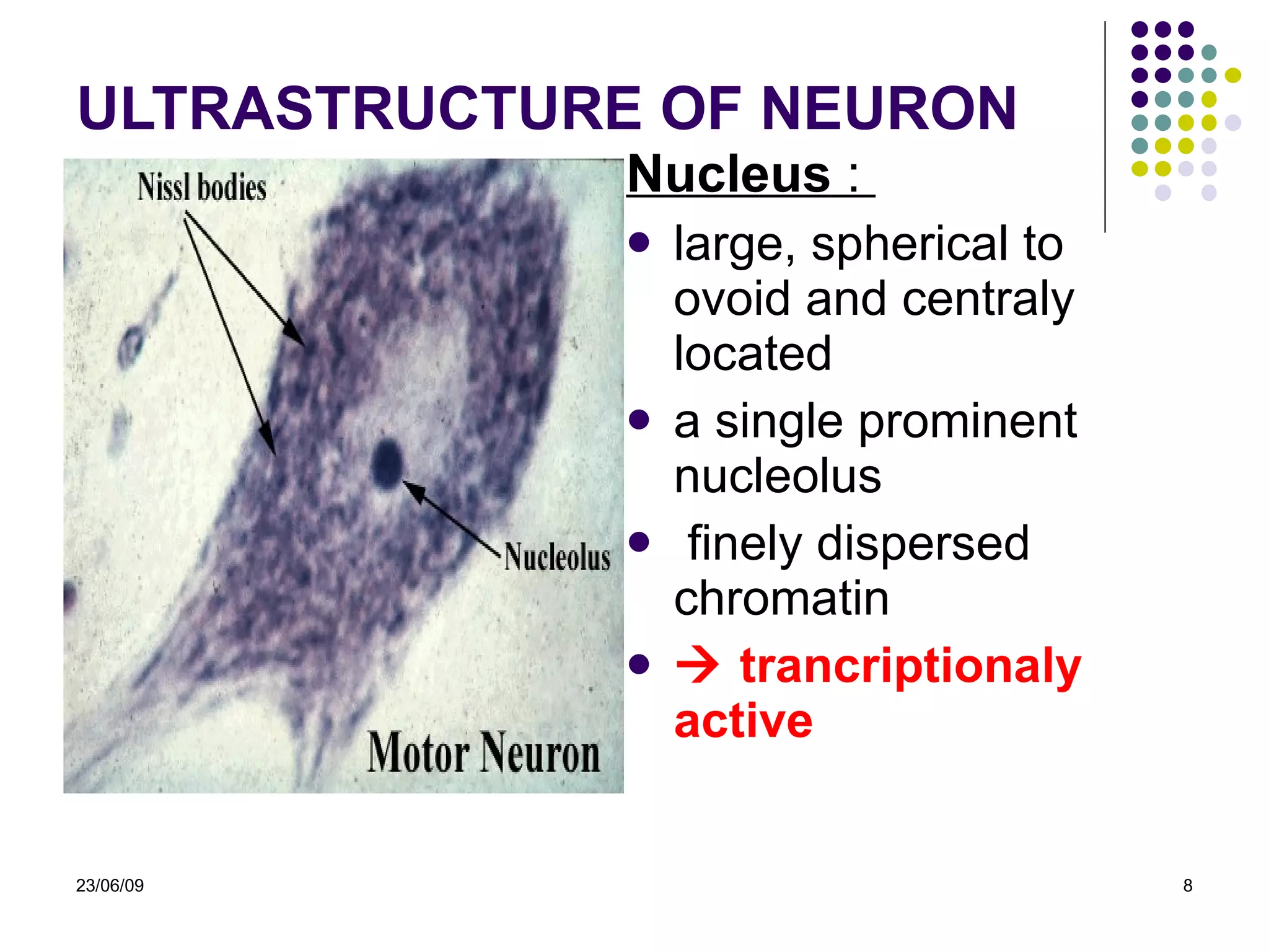 ULTRASTRUCTURE OF NEURON Nucle us  :  large,  spherical to ovoid and centraly located a single prominent nucleolus finely dispersed chromatin    trancriptionaly active    23/06/09 