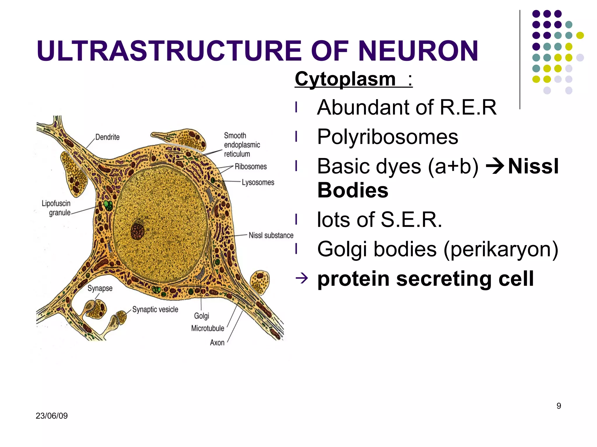 ULTRASTRUCTURE OF NEURON Cytoplasm   : A bundant  of  R.E.R Polyribosomes  Basic dyes (a+b)   Nissl Bodies  lots of  S.E.R. Golgi bodies  (perikaryon) protein secreting cell 23/06/09 