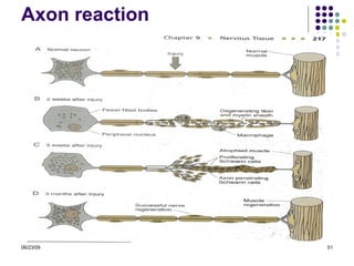 Histologic Structure Of Nervous System PPT histologic-structure-of-nervous-system-ppt