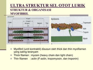 ULTRA STRUKTUR SEL OTOT LURIK
STRUKTUR & ORGANISASI
MYOFIBRIL




 Myofibril (unit kontraktil) disusun oleh thick dan thin myofilamen
 yang saling teranyam
 Thick filamen : myosin (heavy chain dan light chain)
 Thin filamen : actin (F-actin, tropomyosin, dan troponin)
 