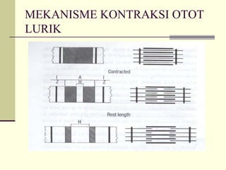 MEKANISME KONTRAKSI OTOT
LURIK
 