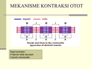 MEKANISME KONTRAKSI OTOT




Saat kontraksi :
A Bands tidak berubah
I bands memendek
 