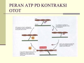 PERAN ATP PD KONTRAKSI
OTOT
 