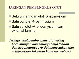 JARINGAN PEMBUNGKUS OTOT

 Seluruh jaringan otot   epimysium
 Satu bundle     perimysium
 Satu sel otot   endomysium dan
 external lamina

Jaringan ikat pembungkus otot saling
  berhubungan dan berlanjut mjd tendon
  dan apponeuroses    dpt menyatukan dan
  menyalurkan kekuatan kontraksi sel otot
 