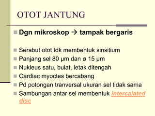 OTOT JANTUNG
Dgn mikroskop        tampak bergaris

Serabut otot tdk membentuk sinsitium
Panjang sel 80 µm dan ø 15 µm
Nukleus satu, bulat, letak ditengah
Cardiac myoctes bercabang
Pd potongan tranversal ukuran sel tidak sama
Sambungan antar sel membentuk intercalated
disc
 