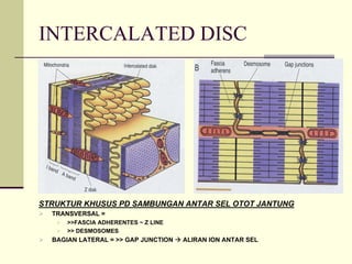 INTERCALATED DISC




STRUKTUR KHUSUS PD SAMBUNGAN ANTAR SEL OTOT JANTUNG
  TRANSVERSAL =
      >>FASCIA ADHERENTES ~ Z LINE
      >> DESMOSOMES
  BAGIAN LATERAL = >> GAP JUNCTION   ALIRAN ION ANTAR SEL
 