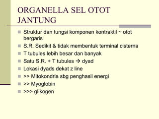 ORGANELLA SEL OTOT
JANTUNG
 Struktur dan fungsi komponen kontraktil ~ otot
 bergaris
 S.R. Sedikit & tidak membentuk terminal cisterna
 T tubules lebih besar dan banyak
 Satu S.R. + T tubules    dyad
 Lokasi dyads dekat z line
 >> Mitokondria sbg penghasil energi
 >> Myoglobin
 >>> glikogen
 