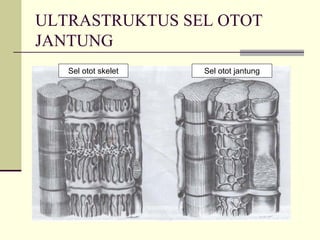 ULTRASTRUKTUS SEL OTOT
JANTUNG
   Sel otot skelet   Sel otot jantung
 
