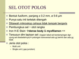 SEL OTOT POLOS
Bentuk fusiform, panjang ± 0.2 mm, ø 5-6 µm
Punya satu inti terletak ditengah
Dibawah mikroskop cahaya tidak tampak bergaris
Pembungkus sel ~ otot rangka
Iron H-E Stain dense body & myofilamen <<
Tersusun dlm lapisan sel ( bagian tebal sel berdampingan dgn
ujung sel disebelahnya)   potongan transversal ada yg berinti dan ada yg
tidak
Jenis otot polos :
   Multi unit
   Single unit ( gap junction)
 