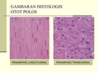 GAMBARAN HISTOLOGIS
OTOT POLOS




PENAMPANG LONGOTUDINAL   PENAMPANG TRANSVERSAL
 