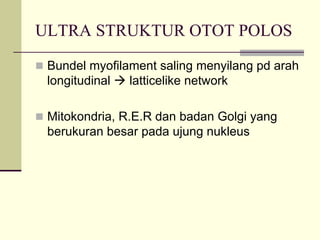 ULTRA STRUKTUR OTOT POLOS

 Bundel myofilament saling menyilang pd arah
 longitudinal  latticelike network

 Mitokondria, R.E.R dan badan Golgi yang
 berukuran besar pada ujung nukleus
 
