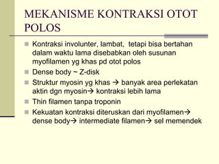 MEKANISME KONTRAKSI OTOT
POLOS
 Kontraksi involunter, lambat, tetapi bisa bertahan
 dalam waktu lama disebabkan oleh susunan
 myofilamen yg khas pd otot polos
 Dense body ~ Z-disk
 Struktur myosin yg khas     banyak area perlekatan
 aktin dgn myosin kontraksi lebih lama
 Thin filamen tanpa troponin
 Kekuatan kontraksi diteruskan dari myofilamen
 dense body intermediate filamen sel memendek
 