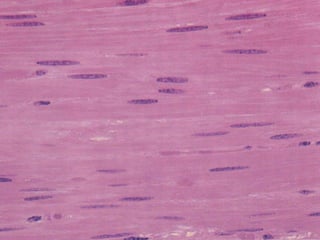 struktur histologis otot