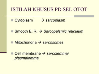 ISTILAH KHUSUS PD SEL OTOT

 Cytoplasm        sarcoplasm

 Smooth E. R.    Sarcopalsmic reticulum

 Mitochondria    sarcosomes

 Cell membrane    sarcolemma/
 plasmalemma
 
