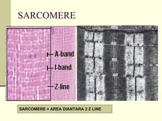 SARCOMERE




SARCOMERE = AREA DIANTARA 2 Z LINE
 