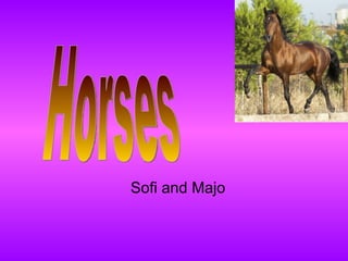 Sofi and Majo Horses 