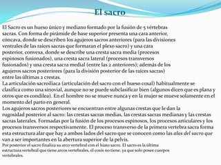 El sacroEl Sacro es un hueso único y mediano formado por la fusión de 5 vértebrassacras. Con forma de pirámide de base superior presenta una cara anterior,cóncava, donde se describen los agujeros sacros anteriores (para las divisionesventrales de las raíces sacras que formaran el plexo sacro) y una caraposterior, convexa, donde se describe una cresta sacra media (procesosespinosos fusionados), una cresta sacra lateral (procesos transversosfusionados) y una cresta sacra medial (entre las 2 anteriores); además de losagujeros sacros posteriores (para la división posterior de las raíces sacras)entre las últimas 2 crestas.La articulación sacroiliaca (articulación del sacro con el hueso coxal) habitualmente seclasifica como una sinovial, aunque no se puede subclasificar bien (algunos dicen que es plana yotros que es condilea). En el hombre no se mueve nunca y en la mujer se mueve solamente en elmomento del parto en general.Los agujeros sacros posteriores se encuentran entre algunas crestas que le dan larugosidad posterior al sacro: las crestas sacras medias, las crestas sacras medianas y las crestassacras laterales. Formadas por la fusión de los procesos espinosos, los procesos articulares y losprocesos transversos respectivamente. El proceso transverso de la primera vertebra sacra formaesta estructura alar que hay a ambos lados del sacro que se conocen como las alas del sacro quevan a ser importantes en la abertura superior de la pelvis.Por posterior el sacro finaliza su arco vertebral con el hiato sacro. El sacro es la últimaestructura vertebral que tiene arcos vertebrales, el coxis no tiene, ya que solo posee cuerposvertebrales.