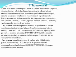 El hueso coxalEl coxal es un hueso formado por la fusión de 3 piezas óseas: el ilion (superior),el isquion (postero inferior) y el pubis (antero inferior). Estas 3 piezaspresentan núcleos de osificación individuales que finalmente se unen paraformal el hueso coxal. Este hueso se considera desde el punto de vistadescriptivo como una lámina rectangular torcida y acinturada, presentando 2caras (externa – interna), 4 bordes (superior – inferior – anterior – posterior)y 4 vértices en las uniones de sus bordes.- Cara Externa: como hitos presenta de arriba abajo: LÍNEAS GLUTEAS(superior, media e inferior para la inserción de los músculos del mismonombre), CAVIDAD COTILOIDEA (sitio de unión de ilion, isquion y pubisque recibe a la cabeza femoral) y el AGUJERO OBTURADOR (tapizadopor la membrana obturatriz es atravesado en su porción superior por lasvasos y nervios obturadores).- Cara Interna: como hitos presenta de arriba a bajo: FOSA ILIACA(para el músculo Iliaco), LINEA ARQUEADA (parte del estrechosuperior de la pelvis) y el mismo AGUJERO OBTURADOR (cubierto porel músculo obturador interno)