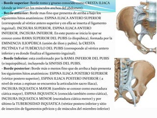 - Borde superior: Borde romo y grueso conocido como CRESTA ILIACA(donde se insertan los músculos anchos del abdomen).- Borde anterior: Borde mas fino que presenta de arriba a bajo lossiguientes hitos anatómicos: ESPINA ILIACA ANTERO SUPERIOR(corresponde al vértice antero superior y en ella se inserta el ligamentoinguinal), INCISURA SUPERIOR, ESPINA ILIACA ANTEROINFERIOR, INCISURA INFERIOR. En este punto se inicia lo que seconoce como RAMA SUPERIOR DEL PUBIS (o iliopúbica), formada por laEMINENCIA ILIOPÚBICA (unión de ilion y pubis), la CRESTAPECTÍNEA Y el TUBÉRCULO DEL PUBIS (corresponde al vértice anteroinferior y es donde finaliza el ligamento inguinal).- Borde Inferior: esta conformado por la RAMA INFERIOR DEL PUBIS(o isquiopúbica), incluyendo la SINFISIS DEL PUBIS.- Borde posterior: Borde más o menos fino que de arriba a bajo presentalos siguientes hitos anatómicos: ESPINA ILIACA POSTERO SUPERIOR(vértice postero superior), ESPINA ILIACA POSTERO INFERIOR ( anivel de estas 2 espinan se encuentra la articulación sacro iliaca),INCISURA ISQUIATICA MAYOR (también se conoce como escotaduraciática mayor), ESPINA ISQUIATICA (conocida también como ciática),INCISURA ISQUIATICA MENOR (escotadura ciática menor) y porúltimo la TUBEROSIDAD ISQUIATICA (vértice postero inferior y sitiode inserción de ligamentos pélvicos y de músculos del miembro inferior)