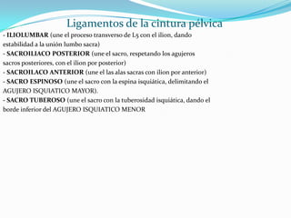 Ligamentos de la cintura pélvica- ILIOLUMBAR (une el proceso transverso de L5 con el ilion, dandoestabilidad a la unión lumbo sacra)- SACROILIACO POSTERIOR (une el sacro, respetando los agujerossacros posteriores, con el ilion por posterior)- SACROILACO ANTERIOR (une el las alas sacras con ilion por anterior)- SACRO ESPINOSO (une el sacro con la espina isquiática, delimitando elAGUJERO ISQUIATICO MAYOR).- SACRO TUBEROSO (une el sacro con la tuberosidad isquiática, dando elborde inferior del AGUJERO ISQUIATICO MENOR