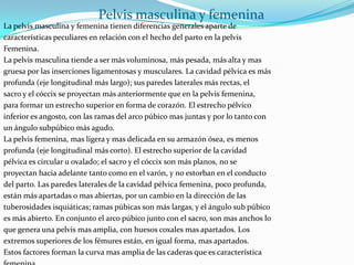 Pelvis masculina y femeninaLa pelvis masculina y femenina tienen diferencias generales aparte de características peculiares en relación con el hecho del parto en la pelvis Femenina.La pelvis masculina tiende a ser más voluminosa, más pesada, más alta y mas gruesa por las inserciones ligamentosas y musculares. La cavidad pélvica es más profunda (eje longitudinal más largo); sus paredes laterales más rectas, el sacro y el cóccix se proyectan más anteriormente que en la pelvis femenina, para formar un estrecho superior en forma de corazón. El estrecho pélvico inferior es angosto, con las ramas del arco púbico mas juntas y por lo tanto con un ángulo subpúbico más agudo. La pelvis femenina, mas ligera y mas delicada en su armazón ósea, es menos profunda (eje longitudinal más corto). El estrecho superior de la cavidad pélvica es circular u ovalado; el sacro y el cóccix son más planos, no se proyectan hacia adelante tanto como en el varón, y no estorban en el conducto del parto. Las paredes laterales de la cavidad pélvica femenina, poco profunda, están más apartadas o mas abiertas, por un cambio en la dirección de las tuberosidades isquiáticas; ramas púbicas son más largas, y el ángulo sub púbico es más abierto. En conjunto el arco púbico junto con el sacro, son mas anchos lo que genera una pelvis mas amplia, con huesos coxales mas apartados. Los extremos superiores de los fémures están, en igual forma, mas apartados. Estos factores forman la curva mas amplia de las caderas que es característica femenina. 