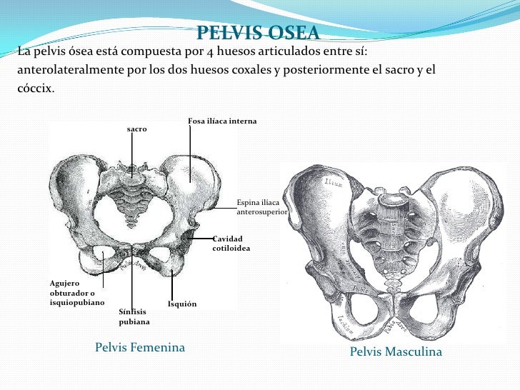 Pelvis Verdadera Y Pelvis Falsa