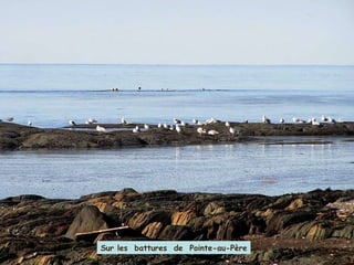 Sur les  battures de Pointe-au-Père Sur les  battures  de  Pointe-au-Père 