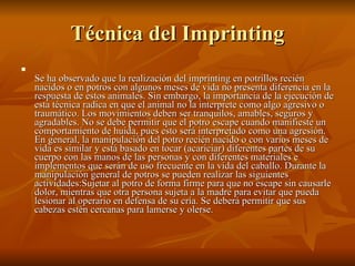 Técnica del Imprinting Se ha observado que la realización del imprinting en potrillos recién nacidos o en potros con algunos meses de vida no presenta diferencia en la respuesta de estos animales. Sin embargo, la importancia de la ejecución de esta técnica radica en que el animal no la interprete como algo agresivo o traumático. Los movimientos deben ser tranquilos, amables, seguros y agradables. No se debe permitir que el potro escape cuando manifieste un comportamiento de huida, pues esto será interpretado como una agresión. En general, la manipulación del potro recién nacido o con varios meses de vida es similar y está basado en tocar (acariciar) diferentes partes de su cuerpo con las manos de las personas y con diferentes materiales e implementos que serán de uso frecuente en la vida del caballo. Durante la manipulación general de potros se pueden realizar las siguientes actividades:Sujetar al potro de forma firme para que no escape sin causarle dolor, mientras que otra persona sujeta a la madre para evitar que pueda lesionar al operario en defensa de su cría. Se deberá permitir que sus cabezas estén cercanas para lamerse y olerse.  