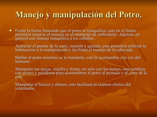 Manejo y manipulación del Potro. Frotar la frente buscando que el potro se tranquilice; esto en el futuro permitirá mejorar el manejo en el momento de embridarlo. Además, en general este masaje tranquiliza a los caballos . Acariciar el puente de la nariz, mentón y quijada; esto permitirá reforzar la habituación a la manipulación y facilitará el manejo de la cabezada.  Hablar al potro mientras se le manipula, esto lo acostumbra a la voz del humano.  Manipular las orejas, mejilla y frente, no sólo con las manos, sino también con peines y peladoras para acostumbrar al potro al peinado y al corte de la crin.  Manipular el hocico y ollares; esto facilitará el examen clínico del veterinario.  