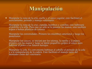 Manipulación Manipular la zona de la crin, cuello y el surco yugular; esto facilitará el acercamiento, peinado y manejo veterinario.  Manipular la zona de la cruz, espalda, hombros y costillas; esto habituará al potrillo a la silla. Para esto no sólo se le pasaran las manos, sino también trapos o bolsas plásticas de colores.  Manipular las extremidades. Primero los miembros anteriores y luego los posteriores.  Manipular los cascos; se iniciará por los talones, la ranilla y la palma, primero con las manos y luego se darán pequeños golpes al casco, para habituar al potro a los futuros herrajes.  Manipular la cola. Es conveniente habituar al caballo al peinado de la cola y a la manipulación de la cadera. Esto facilitará el manejo tanto del montador como del veterinario.  