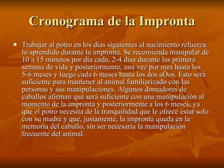 Cronograma de la Impronta Trabajar al potro en los días siguientes al nacimiento refuerza lo aprendido durante la impronta. Se recomienda manipular de 10 a 15 minutos por día cada, 2-4 días durante las primera semana de vida y posteriormente, una vez por mes hasta los 5-6 meses y luego cada 6 meses hasta los dos años. Esto será suficiente para mantener al animal familiarizado con las personas y sus manipulaciones. Algunos domadores de caballos afirman que será suficiente con una manipulación al momento de la impronta y posteriormente a los 6 meses, ya que el potro necesita de la tranquilidad que le ofrece estar solo con su madre y que, justamente, la impronta queda en la memoria del caballo, sin ser necesaria la manipulación frecuente del animal.  