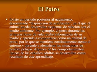 El Potro Existe un periodo posterior al nacimiento, denominado “disposición de acuñación”, en el que el animal puede desarrollar esquemas de relación con el medio ambiente. Por ejemplo, el potro durante las primeras horas de vida recibe información de su madre y aprende a comportarse como un animal de presa, por lo que se mantiene continuamente atento al entorno y aprende a identificar las situaciones de posible peligro. Algunos de los comportamientos típicos de los caballos adultos se desarrollan como resultado de este aprendizaje.  