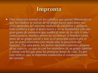 Impronta Otra situación normal en los caballos que pastan libremente es que las madres se retiran de su grupo social para tener sus crías apartadas del máximo número de estímulos y peligros. Esto conlleva a que el potro nazca y no se familiarice con una gran gama de estímulos que tendrá el resto de la vida. Como consecuencia, muchos potros no reconocen al hombre como parte de su grupo social y éste es el principal motivo por el que un potro reacciona con miedo ante la presencia del humano. Por otra parte, los potros aprenden patrones propios de su especie, ya que es con los miembros de su grupo familiar y social con los que pasa las primeras horas de vida. Es por este motivo, que la impronta condiciona el comportamiento del animal.  