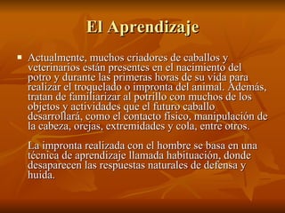 El Aprendizaje Actualmente, muchos criadores de caballos y veterinarios están presentes en el nacimiento del potro y durante las primeras horas de su vida para realizar el troquelado o impronta del animal. Además, tratan de familiarizar al potrillo con muchos de los objetos y actividades que el futuro caballo desarrollará, como el contacto físico, manipulación de la cabeza, orejas, extremidades y cola, entre otros.  La impronta realizada con el hombre se basa en una técnica de aprendizaje llamada habituación, donde desaparecen las respuestas naturales de defensa y huida.  