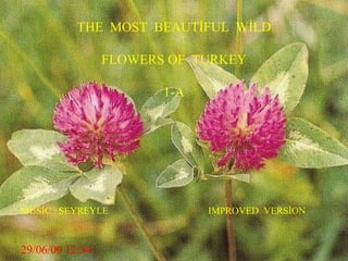 THE  MOST  BEAUTİFUL  WİLD FLOWERS OF  TURKEY 1-A MUSİC : SEYREYLE  IMPROVED  VERSİON  29/06/09   12:34 