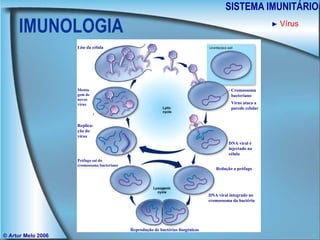 IMUNOLOGIA SISTEMA IMUNITÁRIO © Artur Melo 2006 ►   Vírus Vírus ataca a parede celular Cromossoma bacteriano DNA viral é injectado na célula Redução a prófago DNA viral integrado no cromossoma da bactéria Lise da célula Monta-gem de novos vírus Replica-ção do vírus Prófago sai do cromossoma bacteriano Reprodução de bactérias lisogénicas 