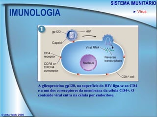 IMUNOLOGIA SISTEMA IMUNITÁRIO © Artur Melo 2006 ►   Vírus A glicoproteína gp120, na superfície do HIV liga-se ao CD4 e a um dos coreceptores da membrana da célula CD4+. O conteúdo viral entra na célula por endocitose. 