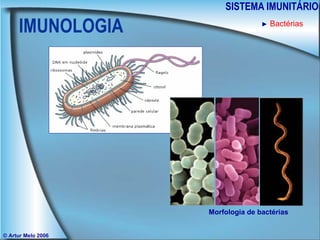 IMUNOLOGIA SISTEMA IMUNITÁRIO © Artur Melo 2006 ►   Bactérias Morfologia de bactérias 