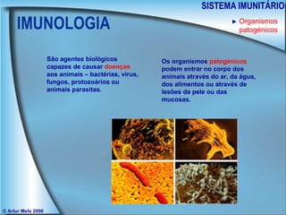 IMUNOLOGIA SISTEMA IMUNITÁRIO © Artur Melo 2006 São agentes biológicos capazes de causar  doenças  aos animais – bactérias, vírus, fungos, protozoários ou animais parasitas. Os organismos  patogénicos  podem entrar no corpo dos animais através do ar, da água, dos alimentos ou através de lesões da pele ou das mucosas. ►   Organismos patogénicos 