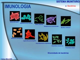 IMUNOLOGIA SISTEMA IMUNITÁRIO © Artur Melo 2006 ►   Bactérias Diversidade de bactérias Salmonella typhi Staphylococcus aureus Vibrio cholerae Streptococcus pneumoniae Bacillus anthracis Neisseria meningitidis Legionella pneumophila Corynebacterium diphtheriae Clostridium botulinum Clostridium tetani 