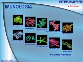 IMUNOLOGIA SISTEMA IMUNITÁRIO © Artur Melo 2006 ►   Bactérias Diversidade de bactérias Neisseria gonorrhoeae Escherichia coli Brucella melitensis Mycobacterium tuberculosis Yersinia pestis Gemella morbillorum Lactobacillus spp Bradyrhizobium spp Scytonema spp Spirulina pacifica 