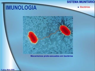 IMUNOLOGIA SISTEMA IMUNITÁRIO © Artur Melo 2006 ►   Bactérias Mecanismos proto-sexuados em bactérias 