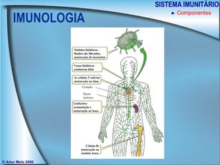 IMUNOLOGIA SISTEMA IMUNITÁRIO © Artur Melo 2006 ►   Componentes Vasos linfáticos conduzem linfa As células T sofrem maturação no timo Nódulos linfáticos: fluidos são filtrados;  maturação de leucócitos Linfócitos: acumulação e maturação no baço Células B: maturação na medula óssea. Coração Ducto toráxico 
