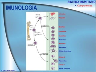 IMUNOLOGIA SISTEMA IMUNITÁRIO © Artur Melo 2006 ►   Componentes Células B   Células T   FAGÓCITOS   Natural killer cells   Eritrócitos   Plaquetas   Basófilos   Eosinófilos   Neutrófilos   Mastócitos   Monócitos   Macrófagos   Células dendríticas   Plasmócitos   LINFÓCITOS   