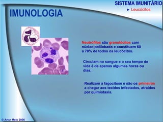 IMUNOLOGIA SISTEMA IMUNITÁRIO © Artur Melo 2006 ►   Leucócitos Neutrófilos  são  granulócitos  com núcleo polilobado e constituem 60 a 70% de todos os leucócitos. Circulam no sangue e o seu tempo de vida é de apenas algumas horas ou dias. Realizam a fagocitose e são os  primeiros  a chegar aos tecidos infectados, atraídos por quimiotaxia. 