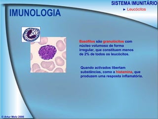 IMUNOLOGIA SISTEMA IMUNITÁRIO © Artur Melo 2006 ►   Leucócitos Basófilos  são  granulócitos  com núcleo volumoso de forma irregular, que constituem menos de 2% de todos os leucócitos. Quando activados libertam substâncias, como a  histamina , que produzem uma resposta inflamatória. 