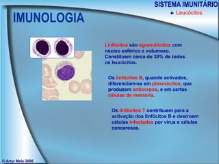 IMUNOLOGIA SISTEMA IMUNITÁRIO © Artur Melo 2006 ►   Leucócitos Linfócitos  são  agranulócitos  com núcleo esférico e volumoso. Constituem cerca de 30% de todos os leucócitos. Os  linfócitos B , quando activados, diferenciam-se em  plasmócitos , que produzem  anticorpos , e em certas  células de memória . Os  linfócitos T  contribuem para a activação dos linfócitos B e destroem células  infectadas  por vírus e células cancerosas. 