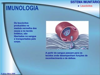 IMUNOLOGIA SISTEMA IMUNITÁRIO © Artur Melo 2006 ►   Leucócitos Os leucócitos produzidos na medula vermelha dos ossos e no tecido linfático, são libertados no sangue e transportados pelo corpo. A partir do sangue passam para os tecidos onde desempenham funções de reconhecimento e de defesa. 