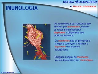 IMUNOLOGIA DEFESA NÃO ESPECÍFICA © Artur Melo  2006 ►   Reacção inflamatória Os neutrófilos e os monócitos são atraídos por  quimiotaxia , deixam os vasos sanguíneos por  diapedese  e dirigem-se aos tecidos infectados. Os  neutrófilos  são os primeiros a chegar e começam a realizar a  fagocitose  dos agentes patogénicos. Chegam a seguir os  monócitos , que se diferenciam em  macrófagos . 