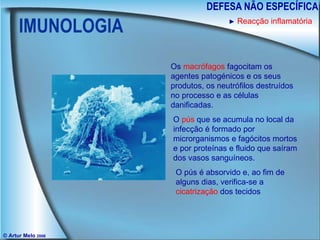 IMUNOLOGIA DEFESA NÃO ESPECÍFICA © Artur Melo  2006 ►   Reacção inflamatória Os  macrófagos  fagocitam os agentes patogénicos e os seus produtos, os neutrófilos destruídos no processo e as células danificadas. O  pús  que se acumula no local da infecção é formado por microrganismos e fagócitos mortos e por proteínas e fluido que saíram dos vasos sanguíneos. O pús é absorvido e, ao fim de alguns dias, verifica-se a  cicatrização  dos tecidos 